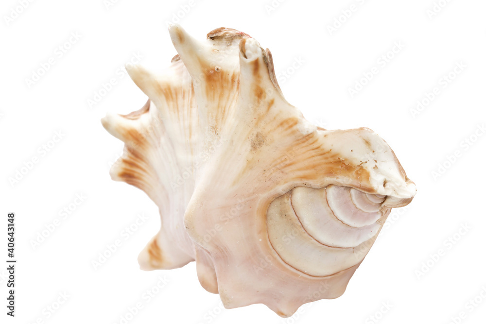White shell. White shell.