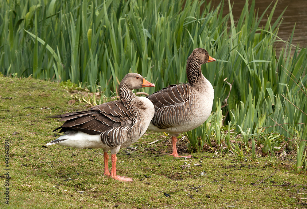 Pair of greylags starting to think about nesting Pair of greylags starting to think about nesting