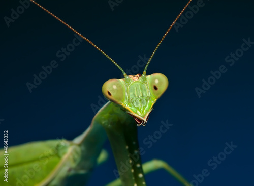 Green praying mantis with blue background