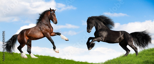 Friesian black and bay Clydesdale horses in field. © Alexia Khruscheva