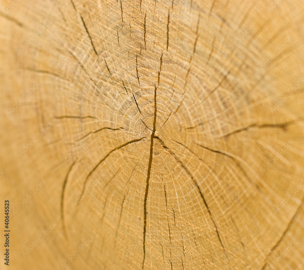 Fototapeta premium The background of the tree. Annual rings. Focus on the center