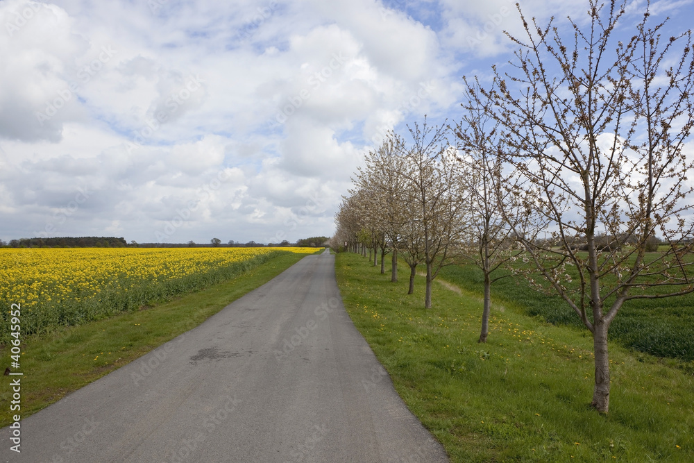 Fototapeta premium rural springtime