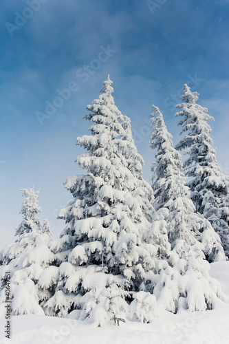 winter landscape