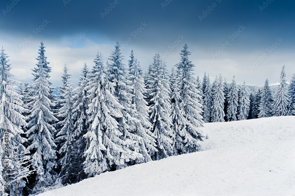 Fototapeta winter trees