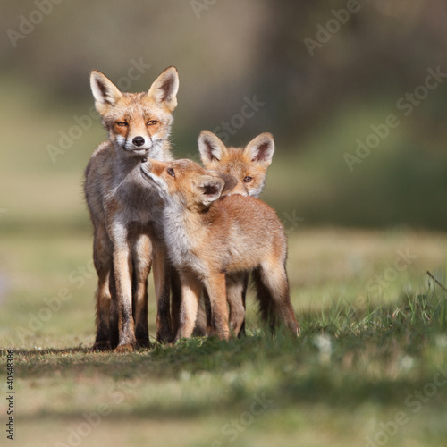 Φωτογραφία Red fox family