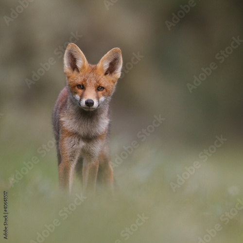 red fox cub #40648517