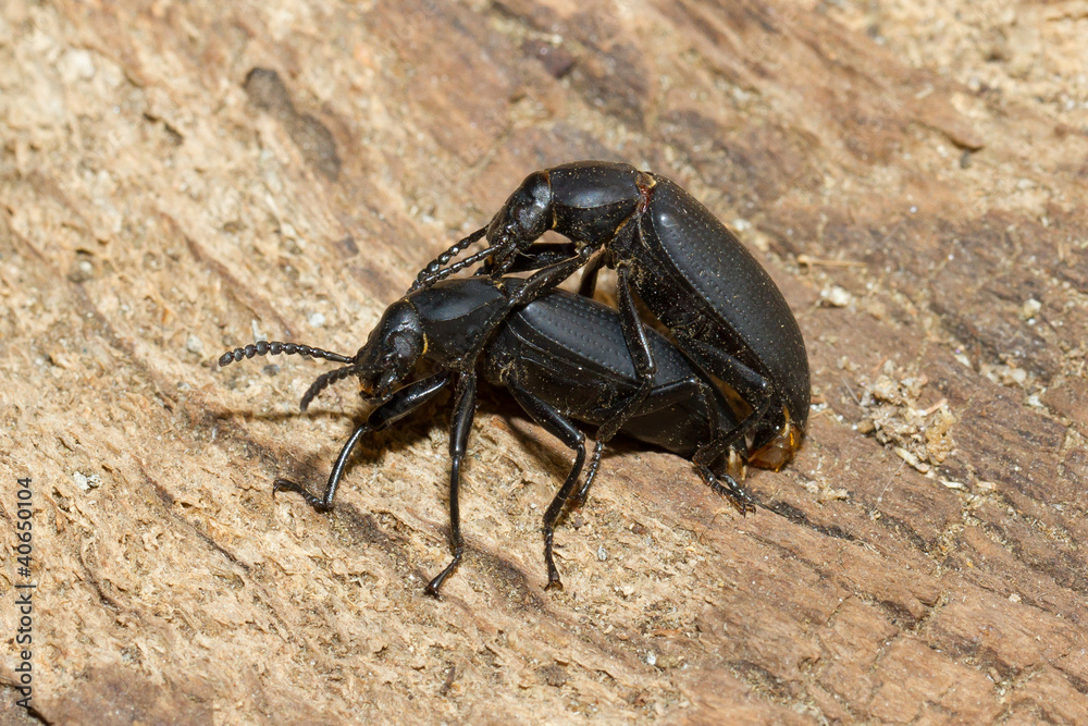 Pairing large black beetles