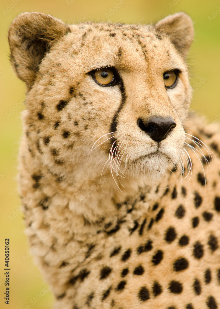 Cheetah