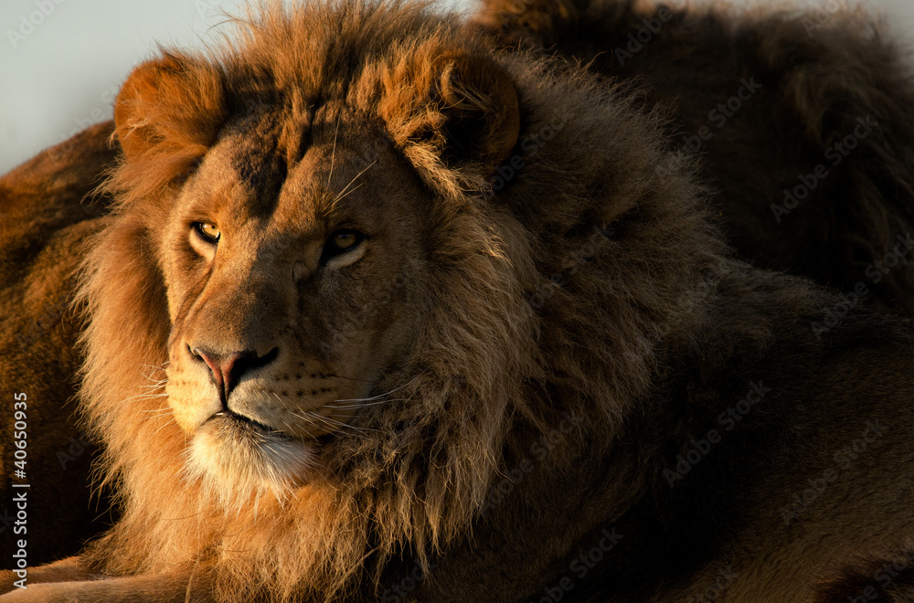 Fototapeta premium Lion