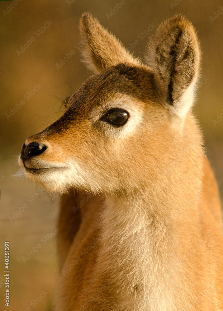 Sitatunga