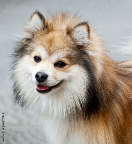 Volpino di Pomerania