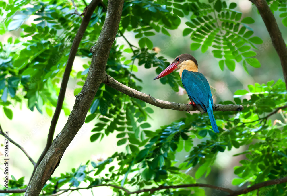 Obraz premium Stork billed Kingfisher,Perched,Tree branch,green leaves,waiting