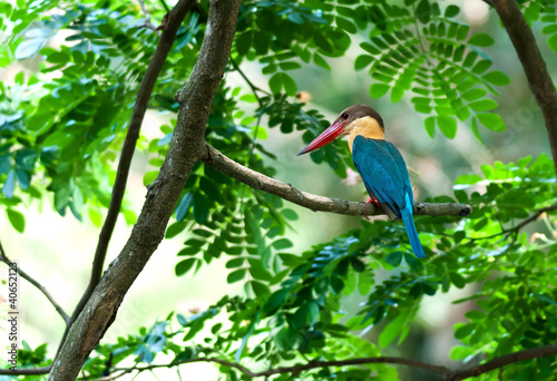 Stork billed Kingfisher,Perched,Tree branch,green leaves,waiting