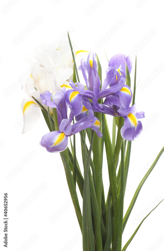 Beautiful bright irises isolated on white Beautiful bright irises isolated on white