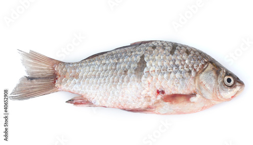 Fresh fish isolated on white