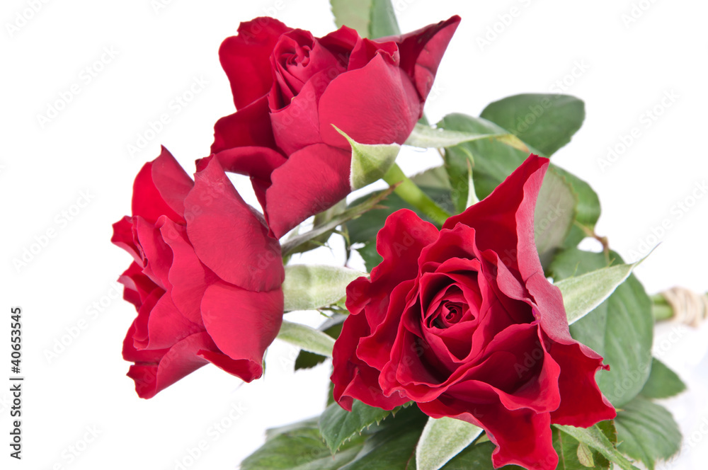 Roses isolated on white Roses isolated on white