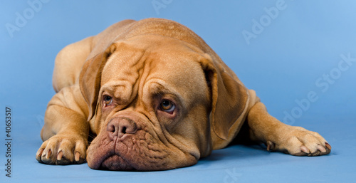 French Mastiff isolated photo