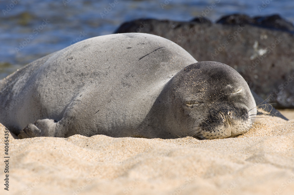 Obraz premium Monk Seal In Hawaii