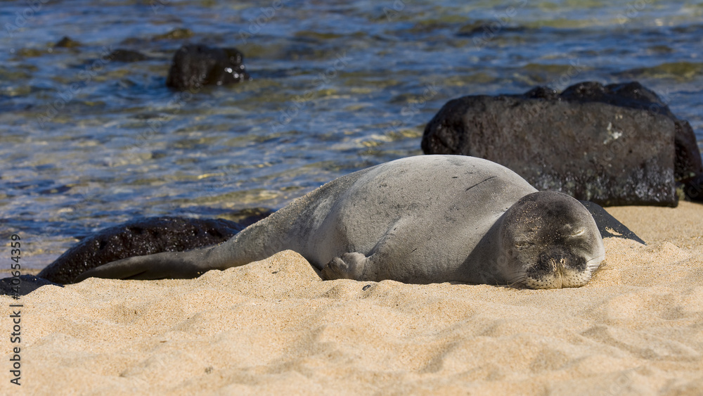 Obraz premium Hawaiian Monk Seal