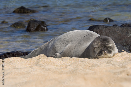 Sleeping Monk Seal In Kauai © Steve Oehlenschlager