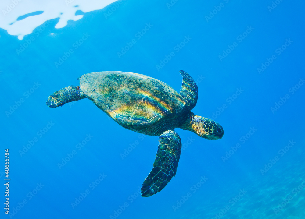 Fototapeta premium Sea Turtle