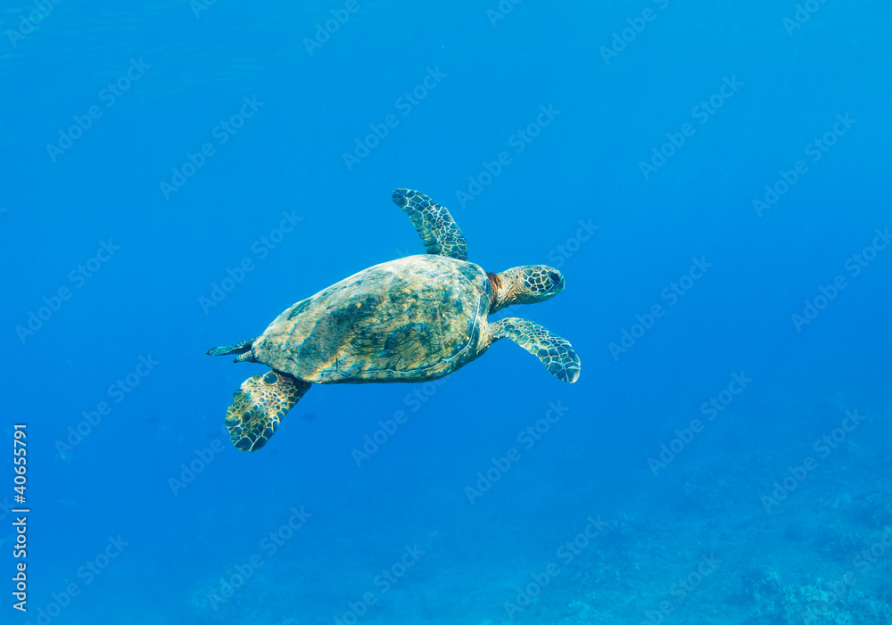 Sea Turtle Sea Turtle