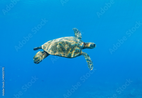 Sea Turtle