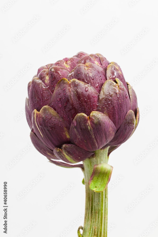 Obraz premium Artischocke