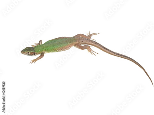 European Green Lizard isolated on white background