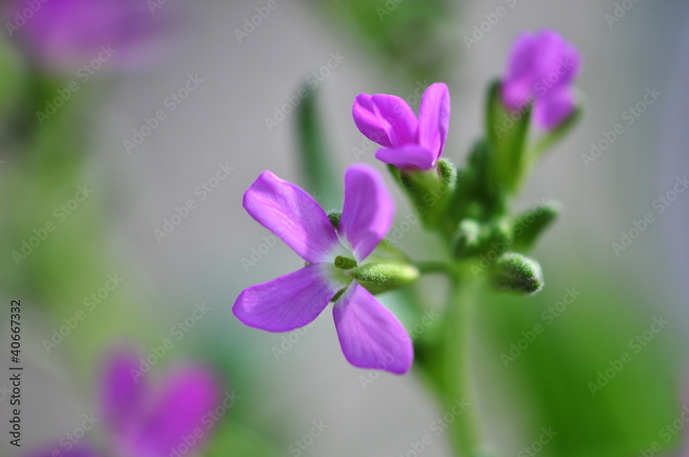 pretty arabis pretty arabis