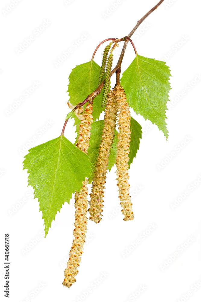 Naklejka premium Spring birch buds isolated on white