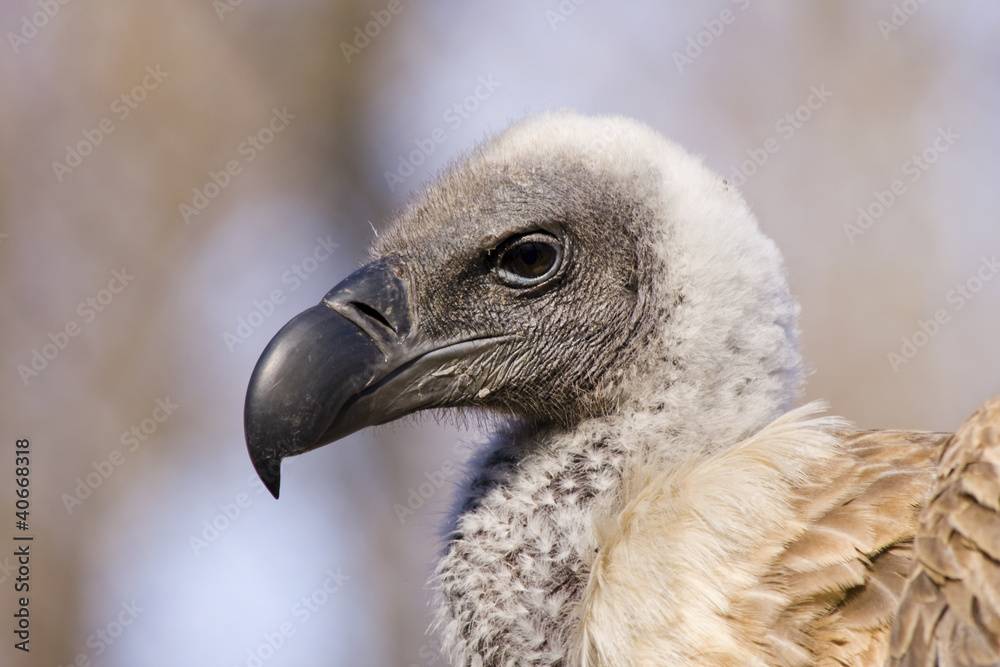 White-backed vulture (Gyps africanus) White-backed vulture (Gyps africanus)