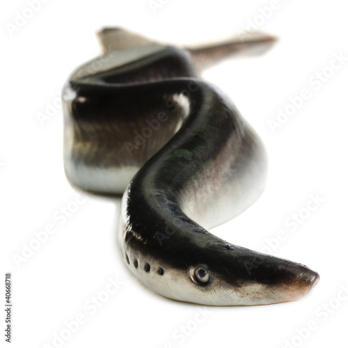 Fish lamprey, isolated Ðûáà ìèíîãà,èçîëèðîâàíî