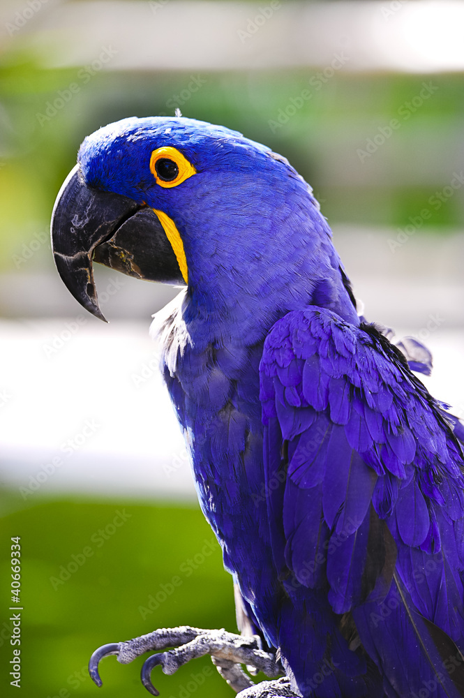 Obraz premium Hyacinth Macaw