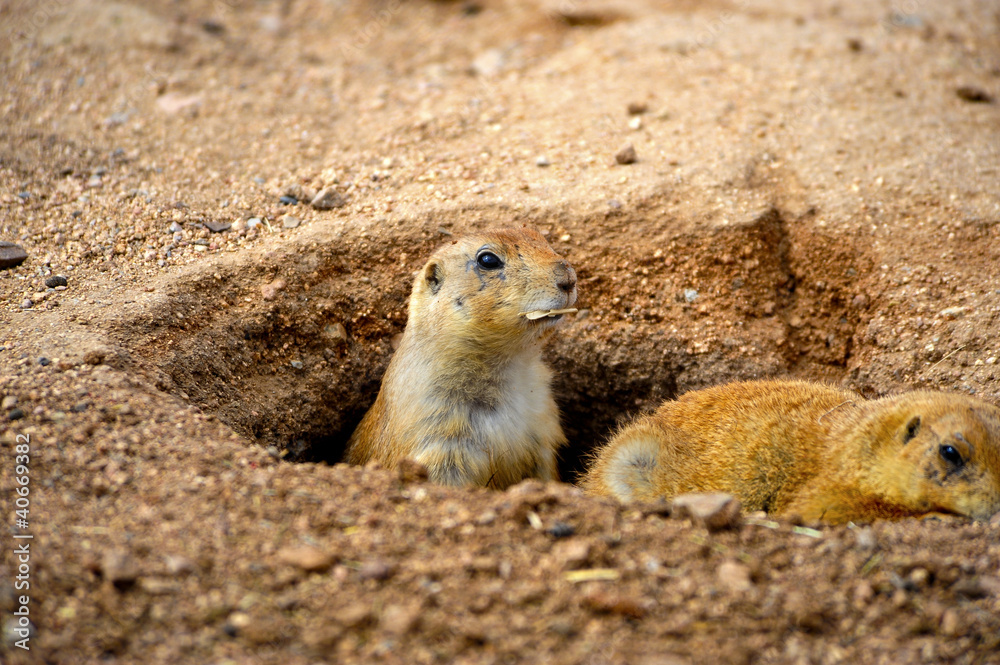 Two Prairie Dogs Two Prairie Dogs