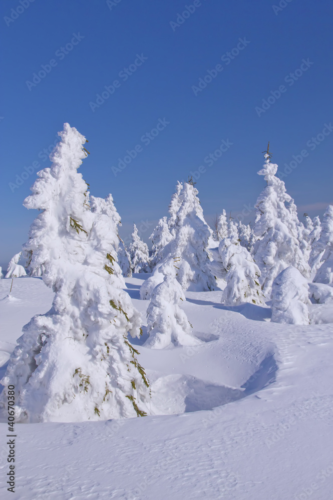 Winter view of snow covered trees