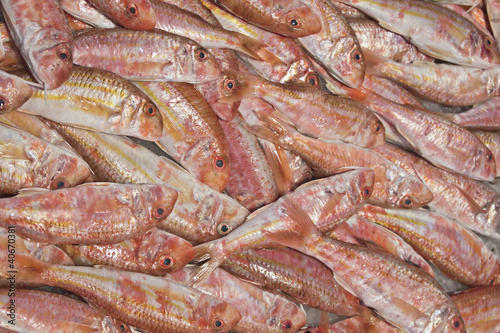 Fresh red mullet for sale on fish market