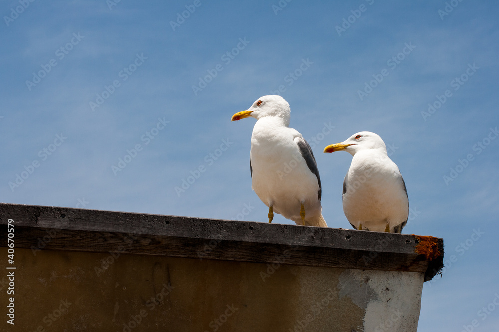 sea gulls sea gulls