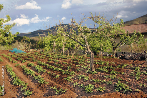 Huerto sembrado de patatas photo