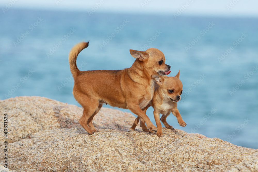 Maman Chihuahua Eduque Son Bebe Stock Photo Adobe Stock