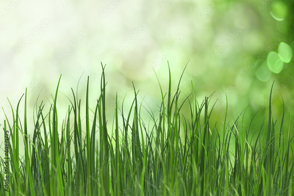 Fresh grass Fresh grass