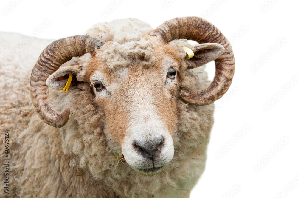 Sheep with horns Sheep with horns