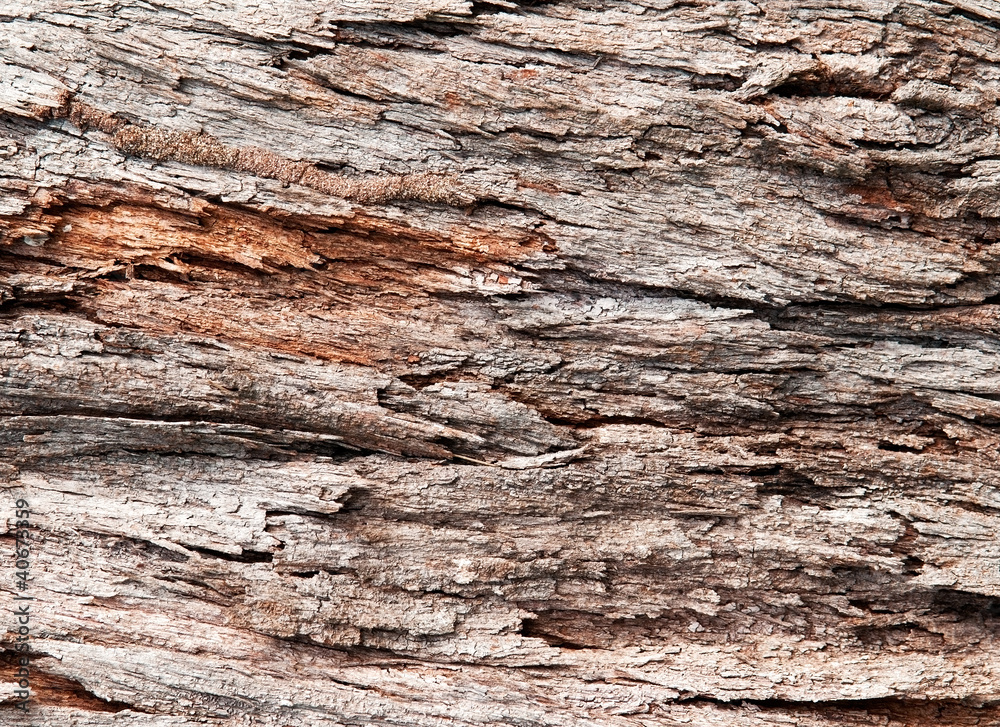 Tree Bark Texture Tree Bark Texture