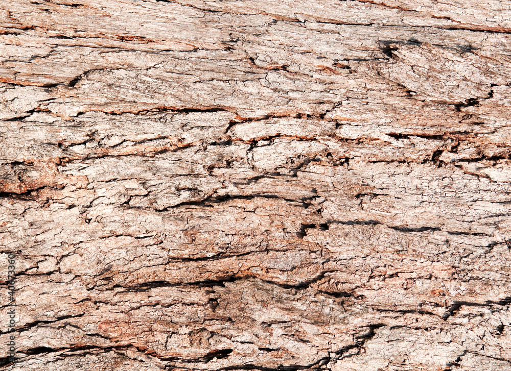 Tree Bark Background
