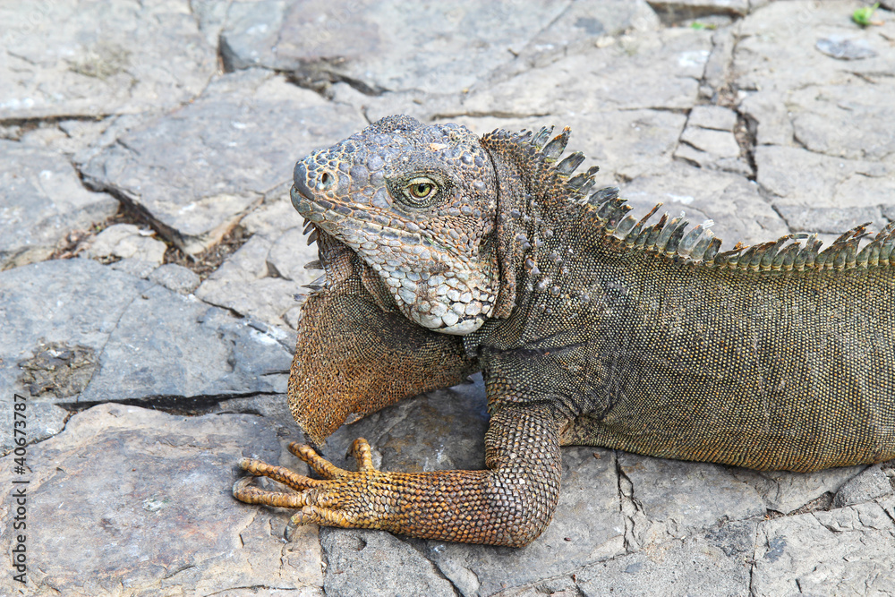 Head and shoulders of a land iguana in Guayaquil, Ecuador Head and shoulders of a land iguana in Guayaquil, Ecuador