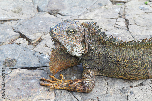Head and shoulders of a land iguana in Guayaquil  Ecuador