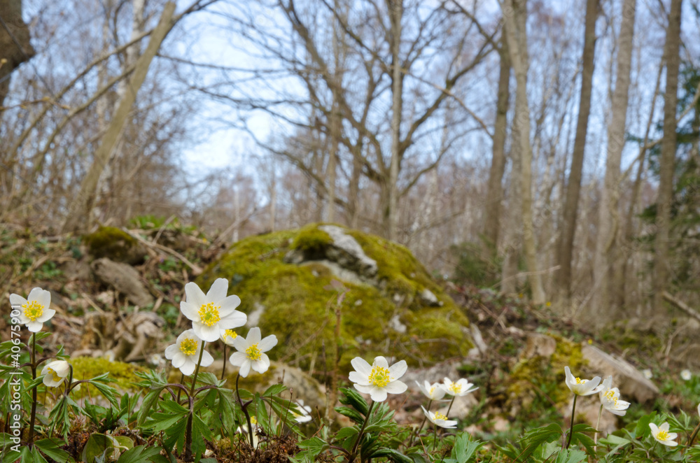 Fototapeta premium Springtime