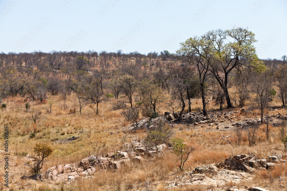 Rocky dry landscape with trees and bushes Rocky dry landscape with trees and bushes