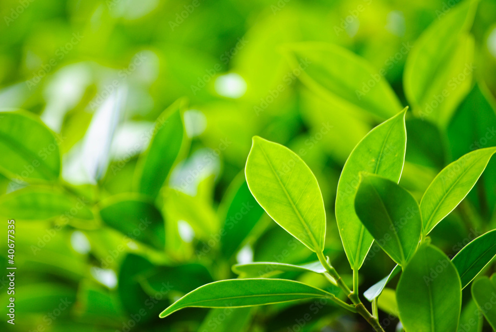leaves