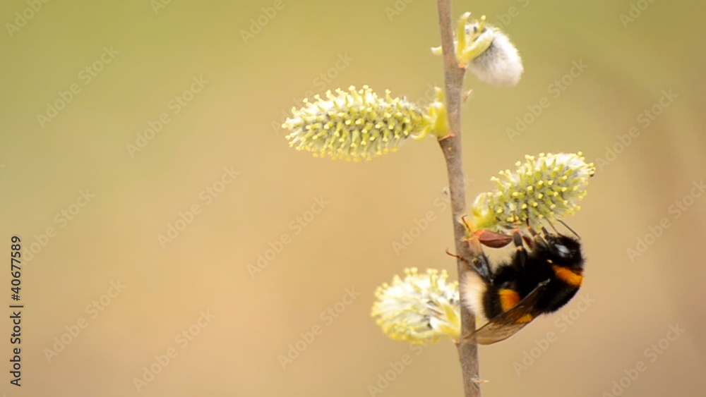 the bee collects nectar from flowers